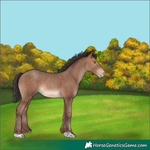 Horse Color:Sable Champagne 