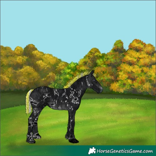 Horse Color:ERROR: UNKNOWN ANOMALY