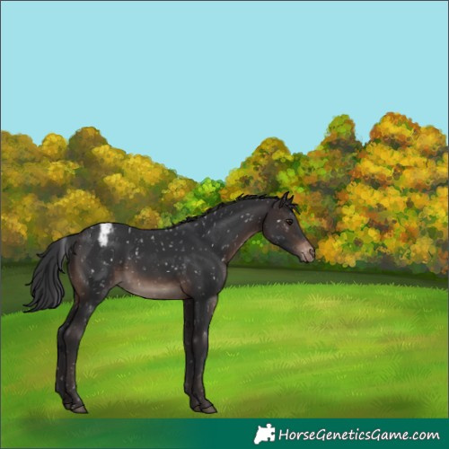Horse Color:Brown Mushroom Appaloosa 