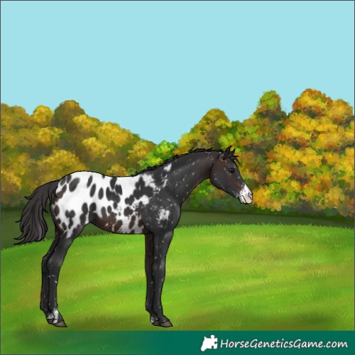 Horse Color:Brown Mushroom Sabino Appaloosa