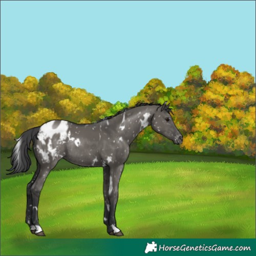 Horse Color:White Spotted Grullo Appaloosa Rabicano