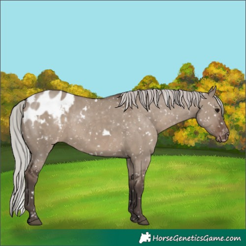 Horse Color:White Spotted Silver Grullo Appaloosa Rabicano