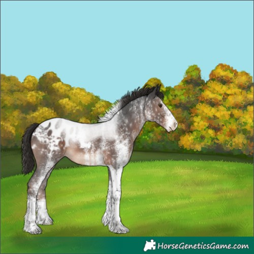 Horse Color:White Spotted Liver Chestnut Tobiano Appaloosa 