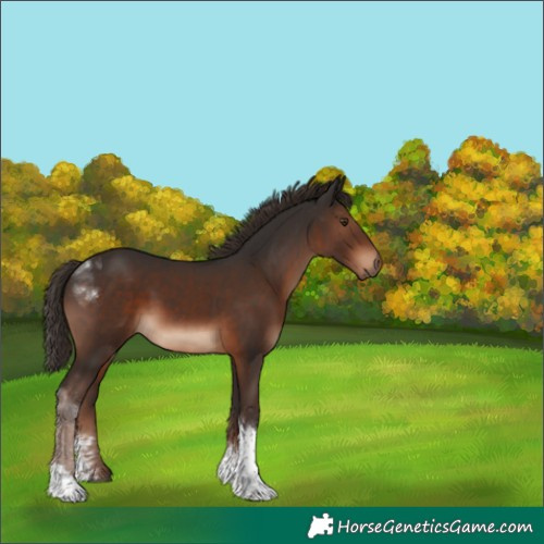Horse Color:Liver Chestnut Sabino Tobiano 