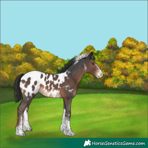 Horse Color:Liver Chestnut Sabino Tobiano Appaloosa 