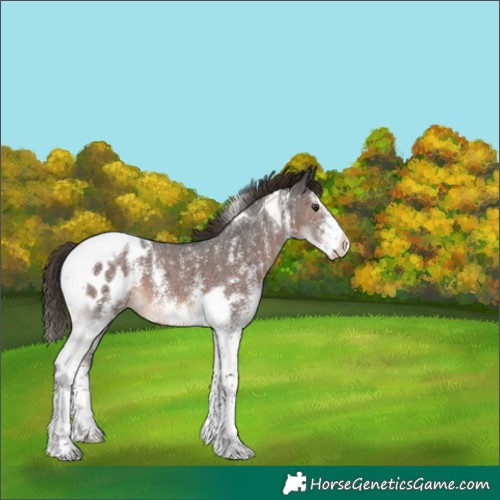 Horse Color:Liver Chestnut Sabino Tobiano Appaloosa