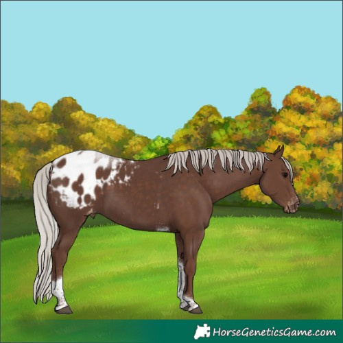 Horse Color:Silver Black Tobiano Appaloosa