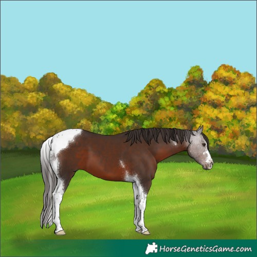 Horse Color:Liver Chestnut Tobiano