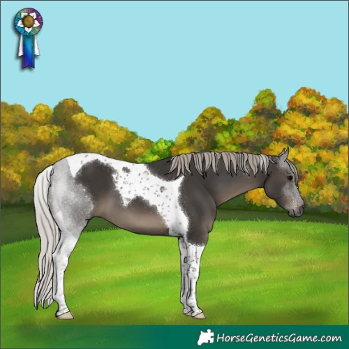 Horse Color:Gray Silver Black Tobiano