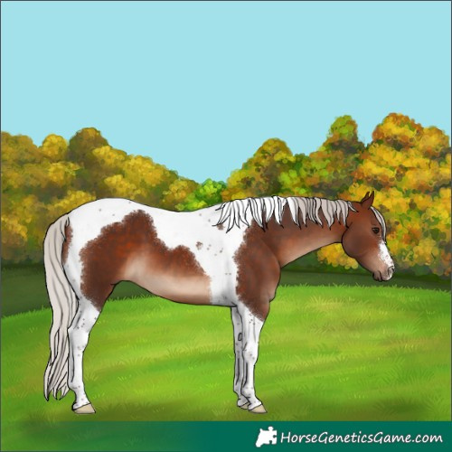 Horse Color:Silver Brown Tobiano
