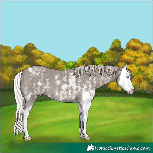 Horse Color:Silver Grullo Sabino Splash Appaloosa 