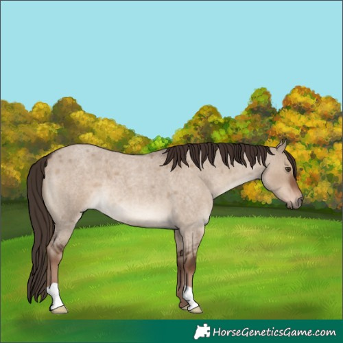 Horse Color:Liver Red Dun Roan 