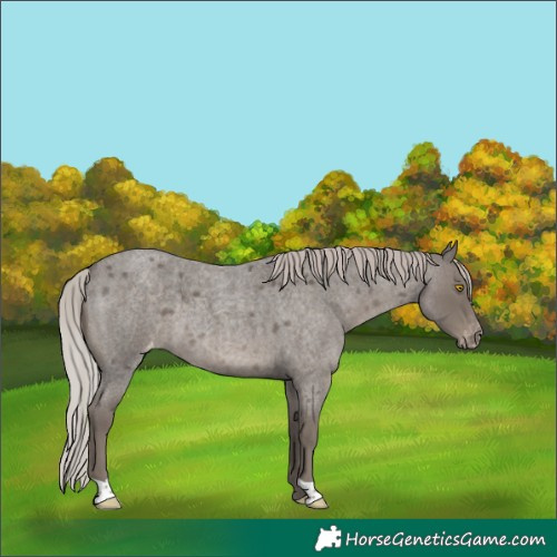 Horse Color:Silver Blue Roan Appaloosa 