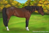 Horse Color:Brown 