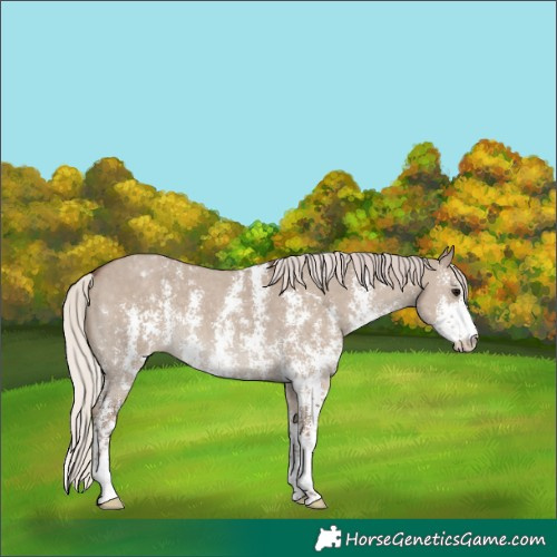 Horse Color:Silver Grullo Sabino Varnish