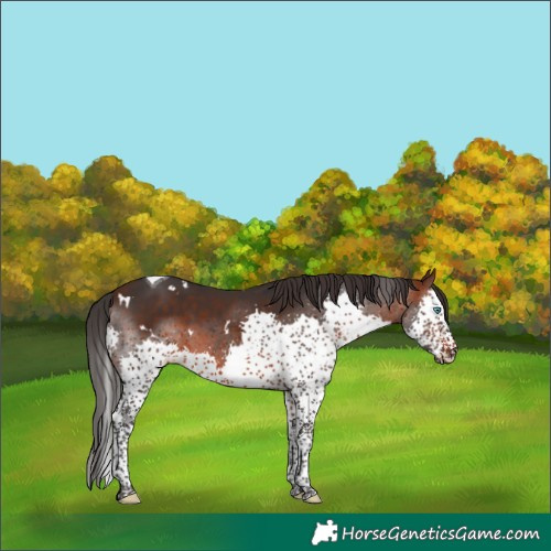 Horse Color:White Spotted Brown Splash Tobiano