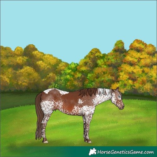 Horse Color:Liver Chestnut Splash Tobiano 