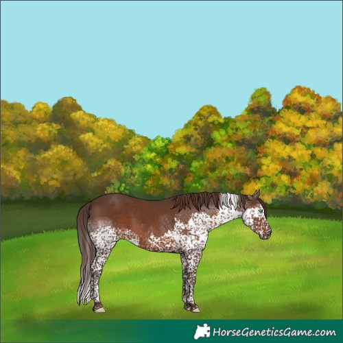 Horse Color:Liver Chestnut Splash Tobiano Rabicano