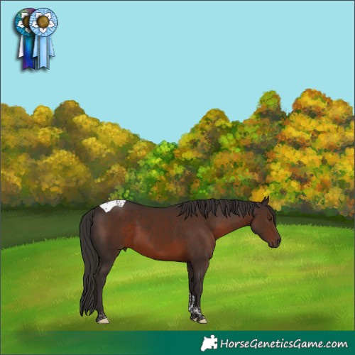 Horse Color:Liver Chestnut Tobiano 