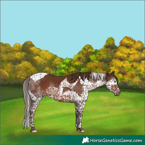 Horse Color:Liver Chestnut Splash Tobiano Rabicano