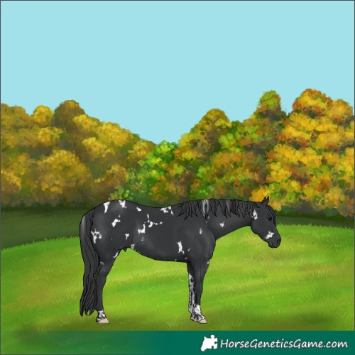 Horse Color:White Spotted Black Tobiano Rabicano