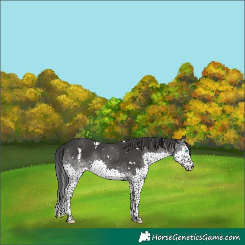 Horse Color:White Spotted Black Splash Tobiano 