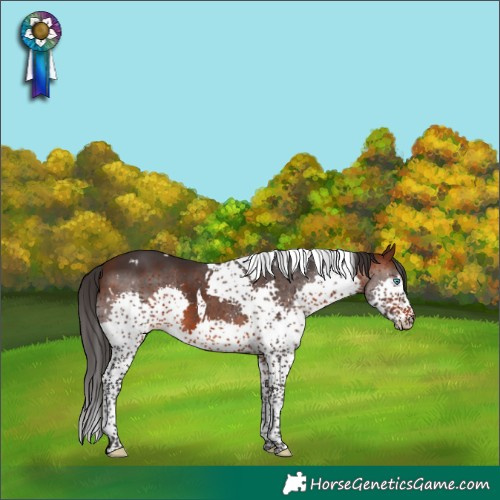 Horse Color:White Spotted Brown Splash Tobiano Rabicano