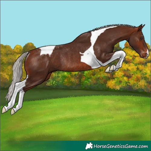 Horse Color:Silver Brown Tobiano Appaloosa Rabicano