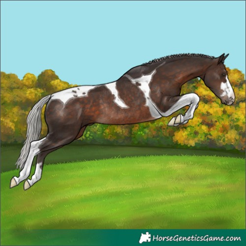Horse Color:Silver Brown Tobiano Rabicano