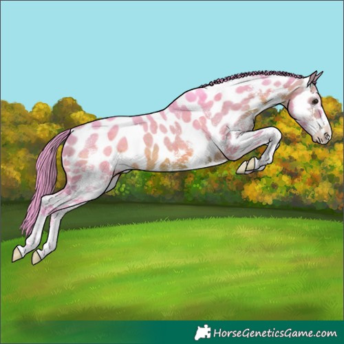 Horse Color:Watercolor White Spotted Brown Near Leopard 