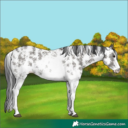 Horse Color:Grullo Sabino Rabicano