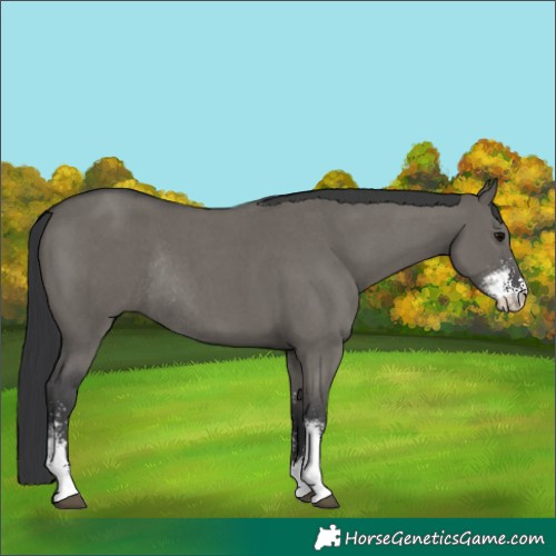 Horse Color:Grullo Sabino Rabicano