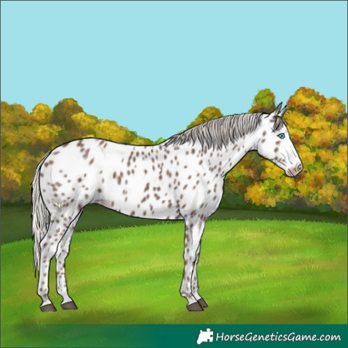 Horse Color:Silver Black Splash Appaloosa 