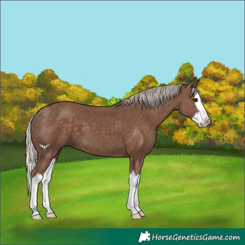 Horse Color:Silver Black Splash