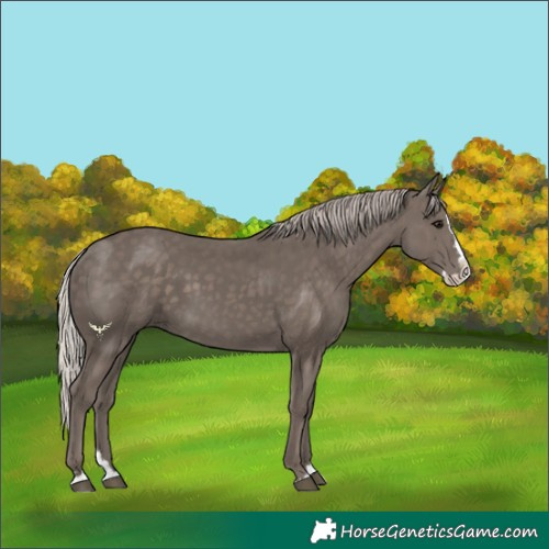 Horse Color:Silver Black Splash