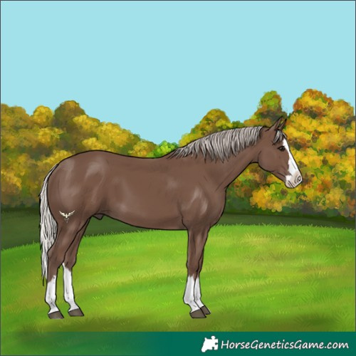 Horse Color:Silver Black Splash