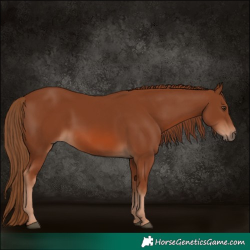Horse Color:Chestnut 