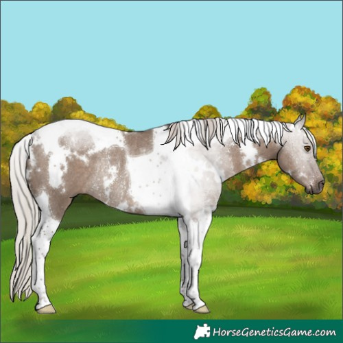 Horse Color:White Spotted Silver Grullo Tobiano Rabicano 