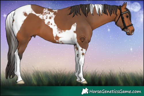 Horse Color:Bay Tobiano