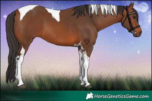 Horse Color:Bay Tobiano