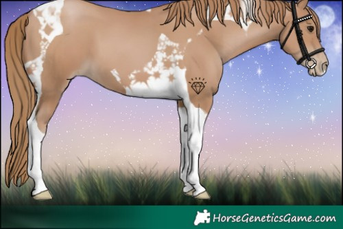 Horse Color:Black Pearl Tobiano