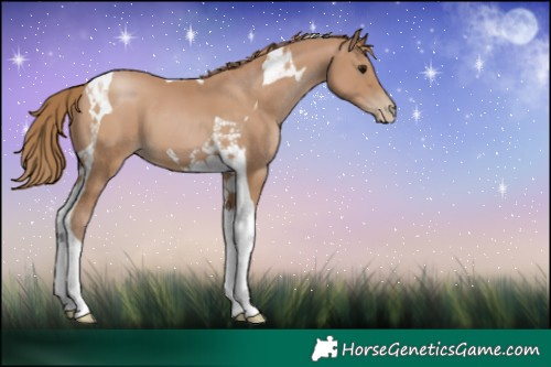 Horse Color:Black Pearl Tobiano