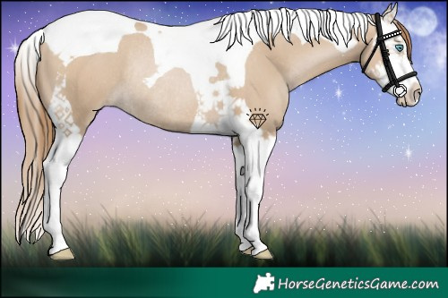 Horse Color:Grullo Pearl Splash Tobiano Rabicano 
