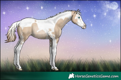 Horse Color:Grullo Pearl Splash Tobiano Rabicano 