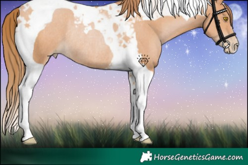 Horse Color:Bay Pearl Tobiano Rabicano