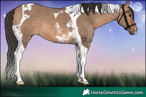 Horse Color:Bay Dun Tobiano 