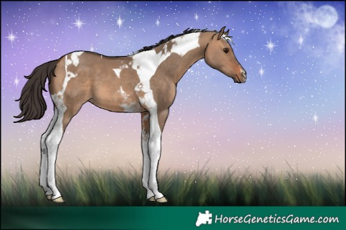 Horse Color:Bay Dun Tobiano 