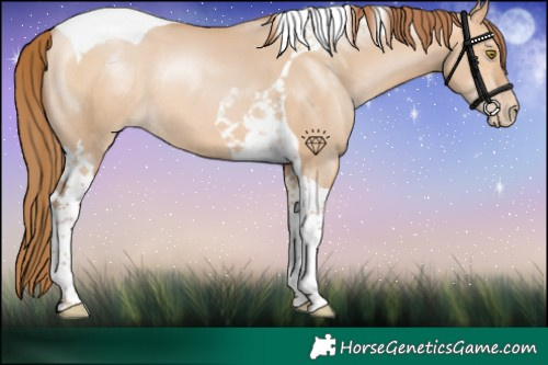 Horse Color:Bay Pearl Dun Tobiano