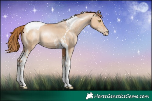 Horse Color:Bay Pearl Dun Tobiano 