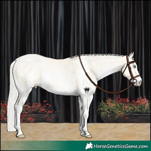 Horse Color:Gold Champagne Snowdrop Pearl Sabino